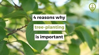 4 reasons why treeplanting is important [upl. by June]