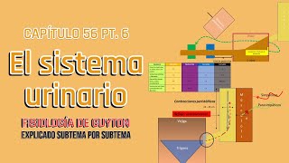 CAP 26 el sistema urinario anatomía funcional y micción l Fisiología de Guyton [upl. by Sone]