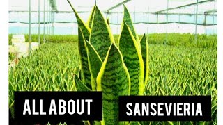 How to keep sansevieria🪴sansevieria The link to buy a sansevieria is in the descriptionplants ai [upl. by Kimberli73]