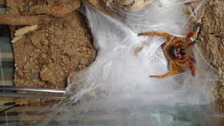 Pterinochilus murinus RCF rehouse angry OBT orange bitey thing [upl. by Jopa]