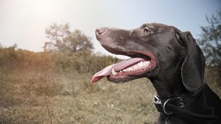 How to Keep Your German Wirehaired Pointer Mentally Stimulated [upl. by Inalem192]