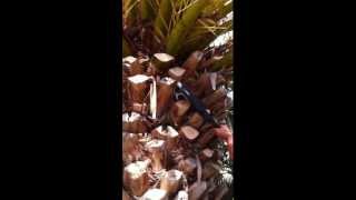 EN  Cleaning up Palm Tree Trunks Using the Powercoup  INFACO [upl. by Jobie372]