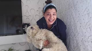 Three Dogs Bath Challenge  21 days Lockdown  Ss vlogs [upl. by Natica329]