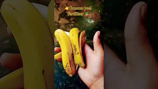 👉banana peel fertilizer kaise banaen YouTube shorts😱😱🔥🔥🪴🪴☘️☘️🌸🌸 [upl. by Aitetel545]