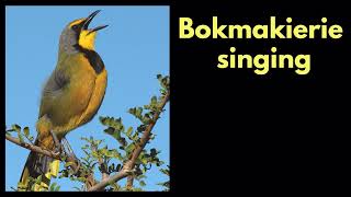 BOKMAKIERIE singing with Chestnutvented Warbler singing in the background [upl. by Ettelrats]