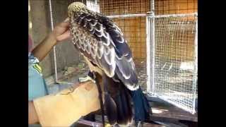 Brahminy kite Sky training [upl. by Tatiania]