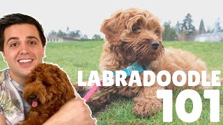 Labradoodle 101  10 Facts About Labradoodle Puppies [upl. by Ceciley]