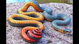 Taipan AustraliasExploring the Inland Taipan Australias Fierce Snake with the Deadliest Venom [upl. by Gretal]