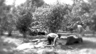 Harvesting Kentish Cobnuts at Farnell Farm [upl. by Erbes4]