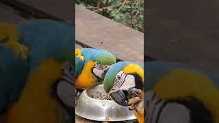 Cacahuates y guacamayas [upl. by Thevenot883]