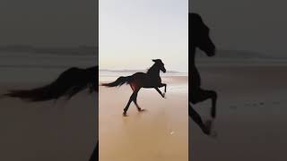 Joti Rahese Duniya Tari mari yaari Status  Horse Running  Viral Video [upl. by Morris]