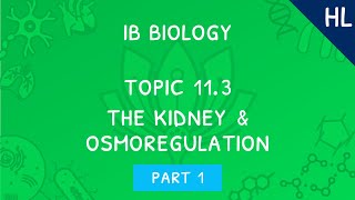 IB Biology Topic 113 HL The kidney amp osmoregulation  Part 1 [upl. by Eynenihc949]