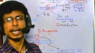 Types of restriction enzyme [upl. by Esimaj920]