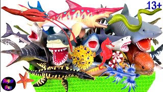 Sea Animals  Sharks Whales Fish Shellfish Cephalopods Crustaceans Turtles Rays 13 [upl. by Nivad]