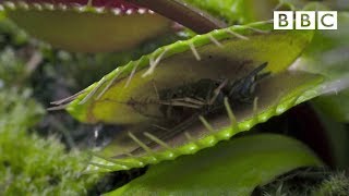 Hungry Venus flytraps snap shut on a host of unfortunate flies  Life  BBC [upl. by Ecidnarb784]