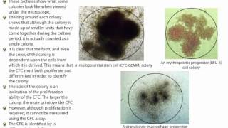 ColonyForming Cell CFC or ColonyForming Unit CFU Assays The Basics [upl. by Malva]