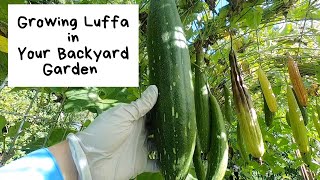 Growing Luffa in Your Backyard Garden [upl. by Ahsitnauq545]