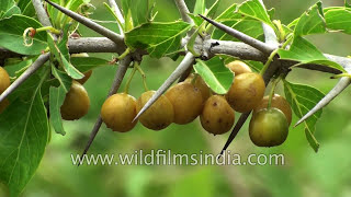 Carissa carandas or Kaare or Kavale hannu thorny fruiting shrub [upl. by Yerffoej]