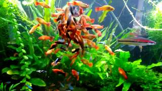 30 Gallon Planted Livebearer Community Tank 2 Years Running [upl. by Leorsiy]