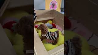 🇺🇸Toy poodle pup to new home in Murrieta CA congrats puppyreview puppyraiser puppyspot [upl. by Joris]