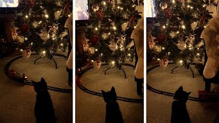 Train Stops Kittens Attacking Xmas Tree [upl. by Llerruj]