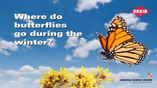 Where do butterflies go during the winter [upl. by Dahlstrom]