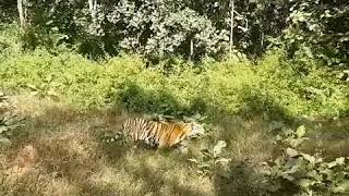 The legendary tigress called quotMataramquot or collarwali from Pench India Wounded but resilient [upl. by Millhon]