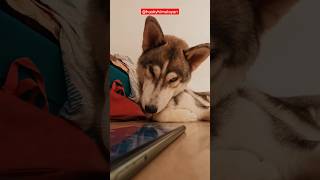 Husky ke reaction video trending huskydoglovers siberianhusky petlover viralvideo viralshorts [upl. by Snell]