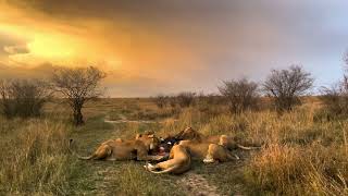 REKERO LION PRIDE had a nice Wildebeest Dinner  Matira Safari Maasai Mara [upl. by Bourne]