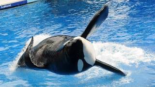 PETA Sues SeaWorld Animal Slavery [upl. by Ansley]