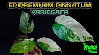 MENGENAL JENIS EPIPREMNUM PINNATUM VARIEGATA [upl. by Borlow]