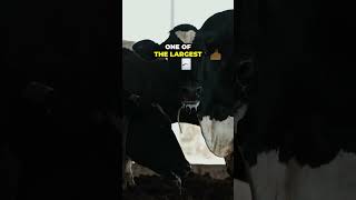 HUGE Dairy Farm in Minnesota [upl. by Emoryt583]