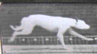 muybridge dog running [upl. by Aicyla]