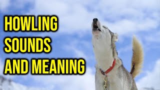 10 Dog Breeds Howling Sounds And Meaning Amazing Dogs [upl. by Aciraa547]