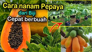 cara menanam pepaya dari biji cepat berbuah lebat [upl. by Newell643]