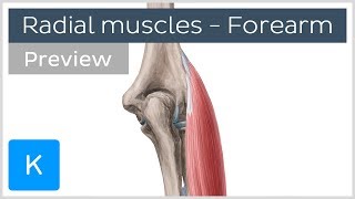 Radial muscles of the forearm preview  Human Anatomy  Kenhub [upl. by Elletsyrk]