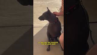 Xoloitzcuintli [upl. by Aniluj]