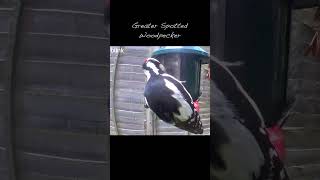 Greater Spotted Woodpecker on Bird Feeder UK [upl. by Claudetta405]