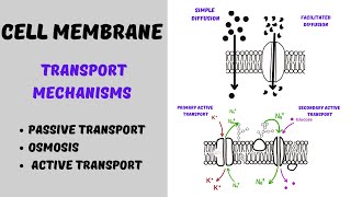 Cell Membrane Transport  Active Transport and Passive Transport [upl. by Pleione]