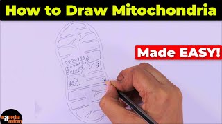 How to Draw Mitochondria Diagram Easily [upl. by Noizneb199]