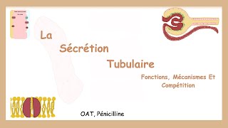 La Sécrétion Tubulaire Fonctions Mécanismes Et Compétition Système Urinaire [upl. by Nnadroj285]