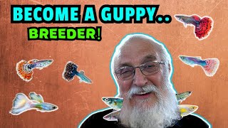 Become A Guppy Breeding Pro How To Breed Prizewinning Fish [upl. by Nodlew595]