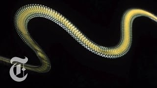 Flying Snakes  ScienceTake  The New York Times [upl. by Llertnov530]