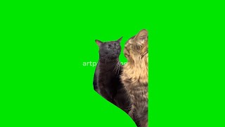 Dark Cat Zoning Out  Green Screen  4K [upl. by Funda425]