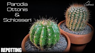 Cactus Repotting  Parodia Ottonis amp Schlosseri [upl. by Sirod]