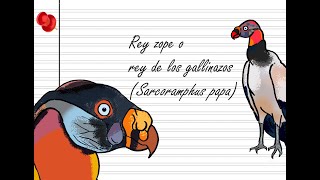 Zopilote rey o cóndor de la selva Sarcoramphus papa [upl. by Ettevets]