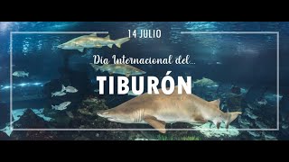 JULIO 14 DÍA DE LA CONCIENCIA POR LOS TIBURONES [upl. by Adiaroz]