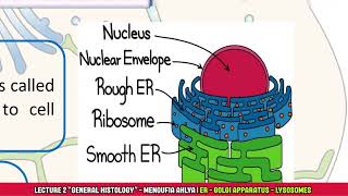 Endoplasmic reticulum Golgi complex amp Lysosomes  الفرقة الاولى المنوفية الاهلية General Histology [upl. by Soilisav]