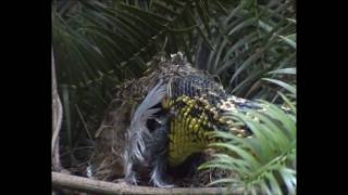 king ratsnake raiding bird nest in central China Short version [upl. by Areivax686]