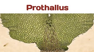 Prothallus ferns pteridophytes freeliving green spore bryophytes gametophyte photosynthesis [upl. by Reimer]